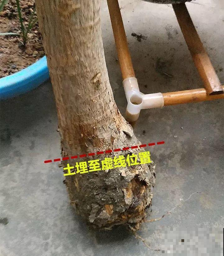 农村必养皮实花，院子里一放，随便长！