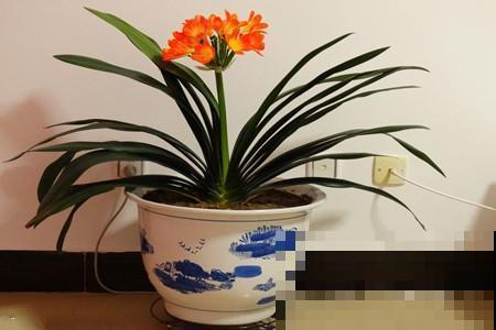家里的花为什么总是养不活，那是因为你的浇水技巧不对！