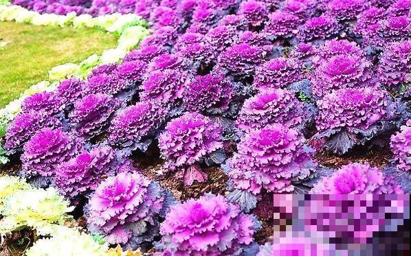 播种就要趁现在，不用一周出芽，三个月后就有花赏！