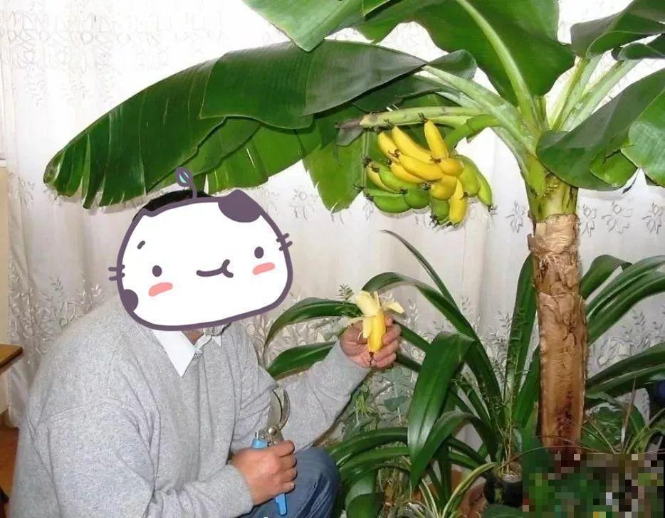 比绿萝还耐阴的花，叶子亮得像打蜡，摆客厅上档次！