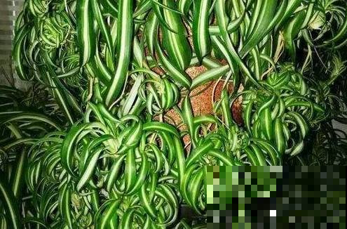 这种吊兰，天天顶着一个泡面头，用点肥满盆都是小吊！
