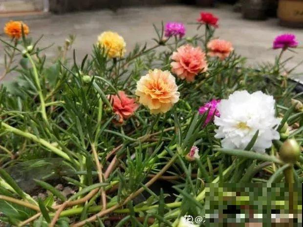 太阳花有枝就能活，越晒花越多，挂起来养还能成瀑布！