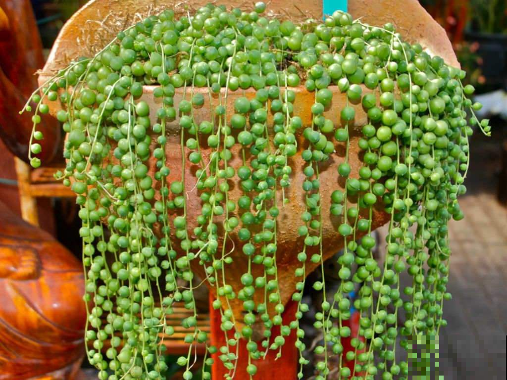 还是这款多肉最省心，不烂根不黑腐，豆豆多到垂下来能当窗帘！