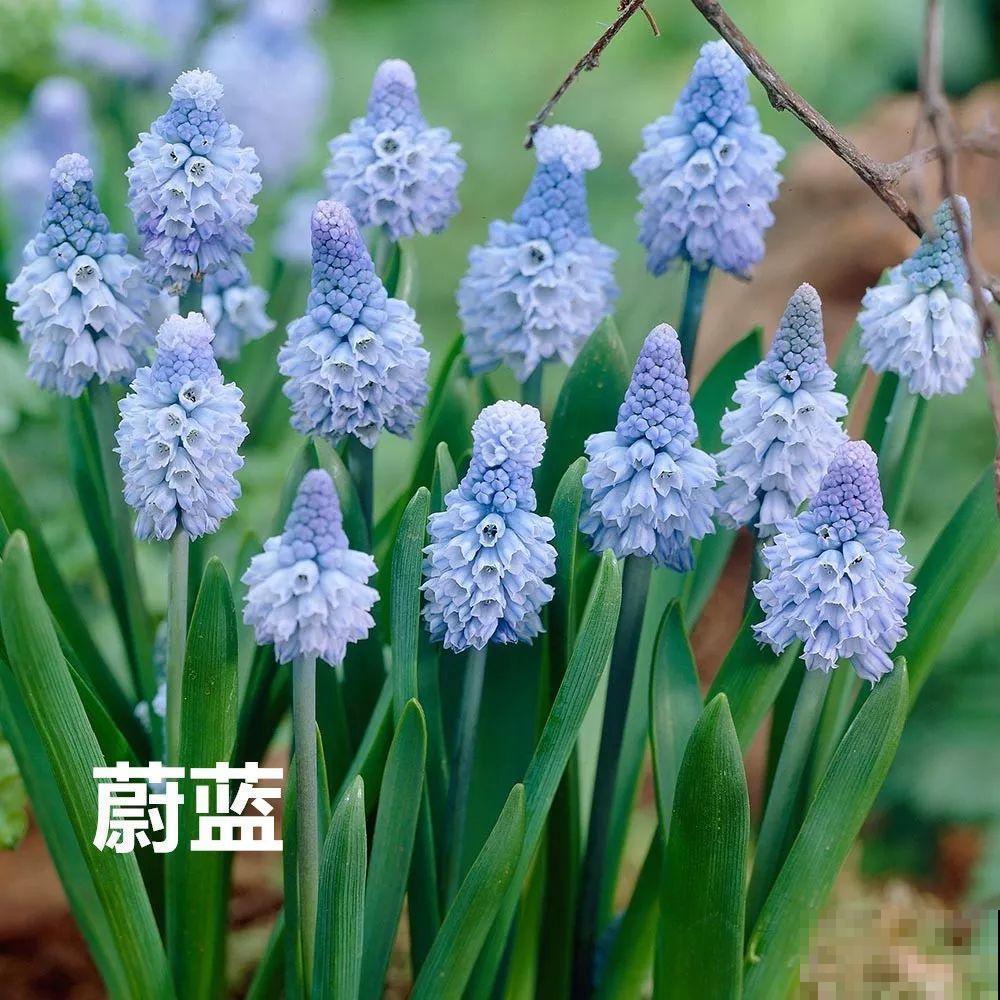今年养盆便宜花，明年丰收一大筐，省了不少钱！