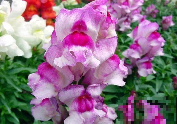 这花长得像大虾，看着就很有食欲，可在东北人这都是“苞米”！