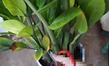 金钱树黄叶先别扔，处理一下还能活，又省钱了！