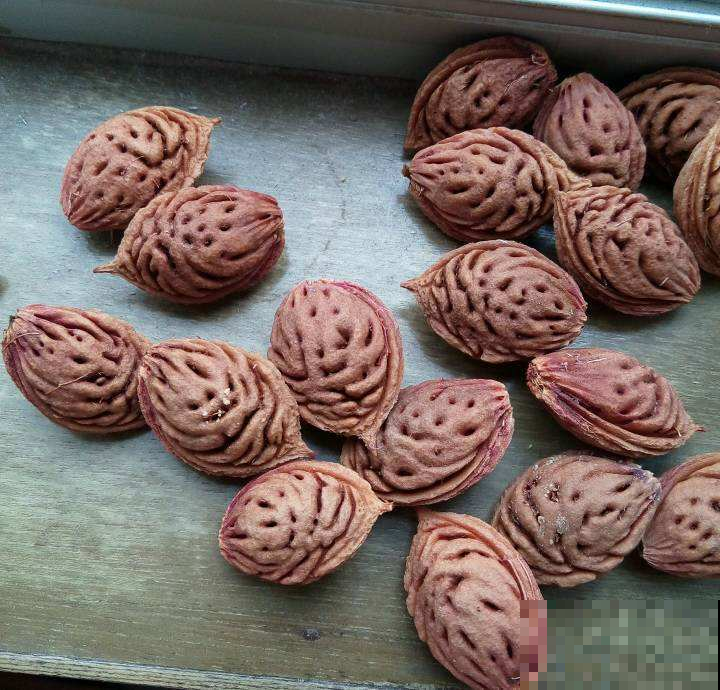 桃子吃完核别急着扔，这么简单几步，亲手种出可爱小桃树！