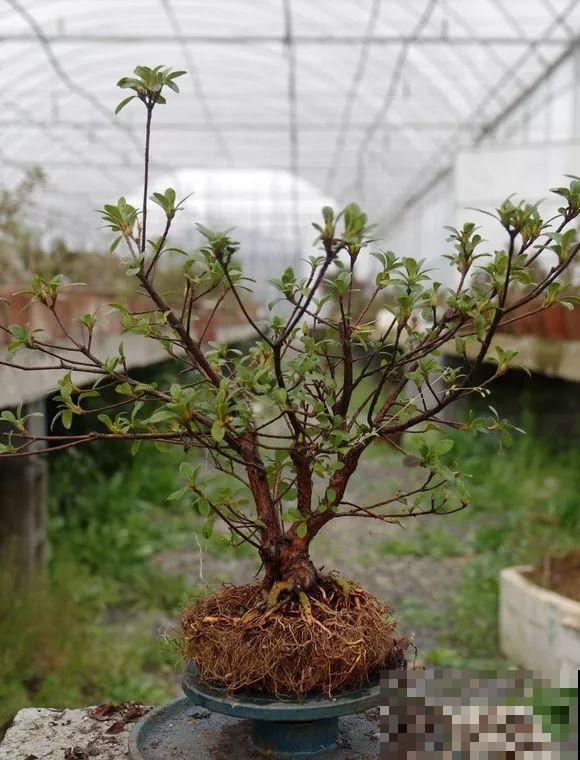 公认难养的花，他花10年时间养成盆景，价值翻倍！