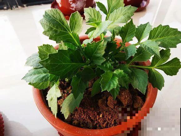 这花超耐旱，现在不能多浇水，浇越多死越快！
