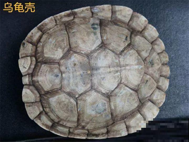 这花长得像个乌龟壳，没想到三个月爬满阳台，差点给扔了！