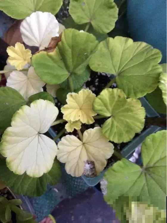 谁说这花夏必死？剪一刀添点土，立秋呼呼长新叶！
