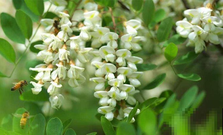 这5种花，好闻好看还好吃，端上桌顿顿光盘！