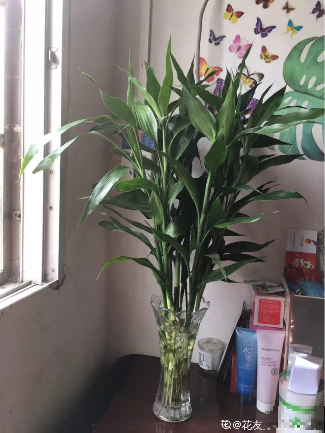 这12种花，夏天直接扔水里，蹭蹭长个开花拦不住！