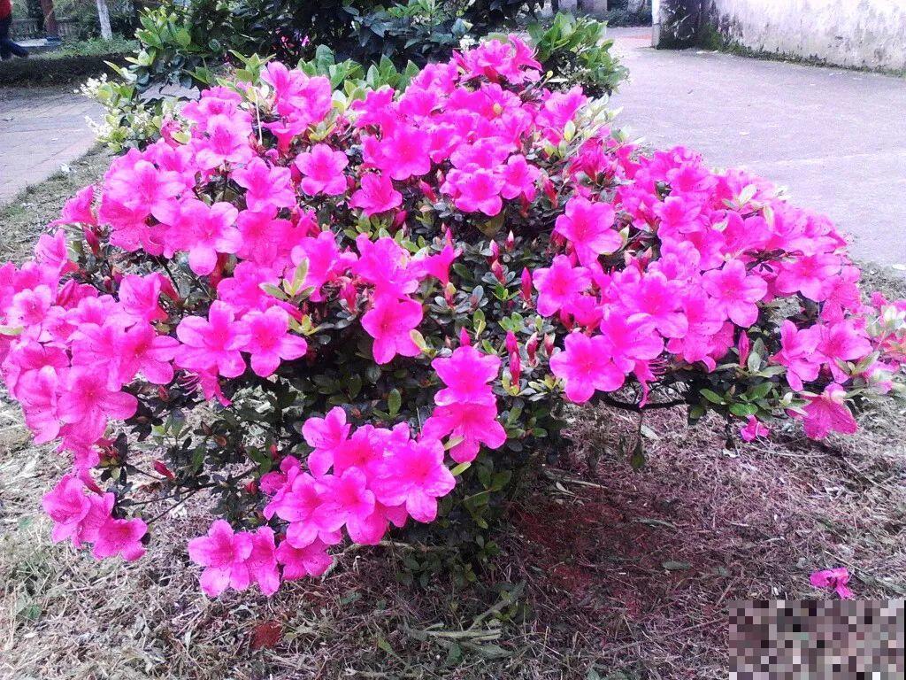 这花就得多喝水，1天1瓢水，轻轻松松养爆盆！