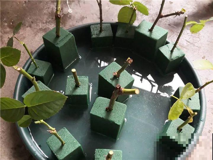 现在扦插最好活，这8种花，插多少活多少！