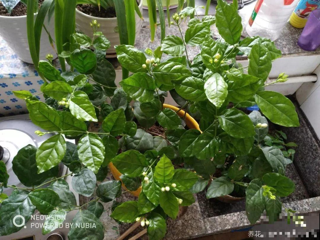 这花剪一茬开一茬，越晒花越多，整个夏天屋里都是香香的！