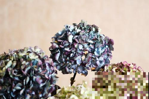 七夕收到的鲜花，看几天就败？教你3招，放一年都没事！