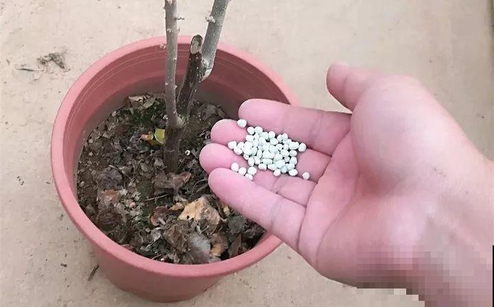 9月快上壮花肥，10天撒一把，新芽蹭蹭往外长！