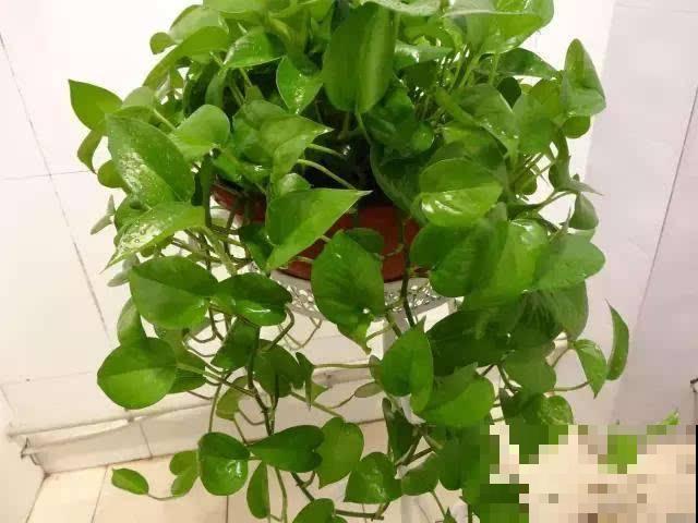 夏天养啥花？客厅有这几盆绿植，瞬间变氧吧！