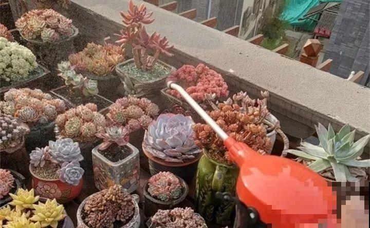 多肉养护大总结，这7点学会了，啥肉都能养得活！