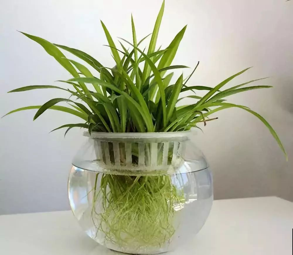 没时间给吊兰浇水，那不如扔了花盆改水培，大白根系看着就过瘾！