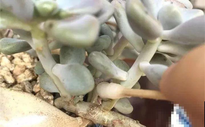 多肉养护大总结，这7点学会了，啥肉都能养得活！