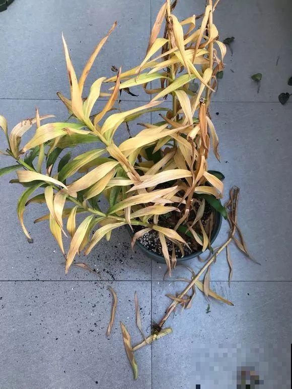 会休眠的12种花，想要安全度夏就别折腾，越浇水死的越快！