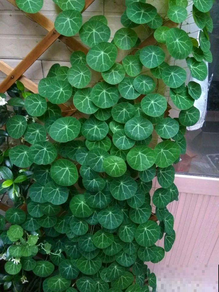 这花长得像个乌龟壳，没想到三个月爬满阳台，差点给扔了！
