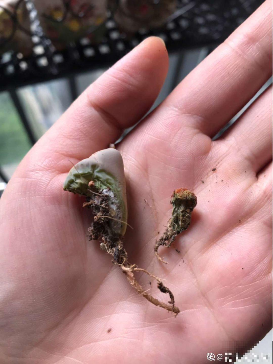 拿针扎佛珠？都是手贱惹的祸，怪不得都烂了！