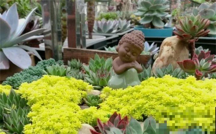 盆里放个它，多肉越养越好看，拍照颜值杠杠滴！