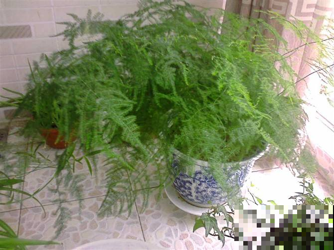 文竹一抖叶子全掉光咋整，立马用这养护方法，分分钟起死回生！