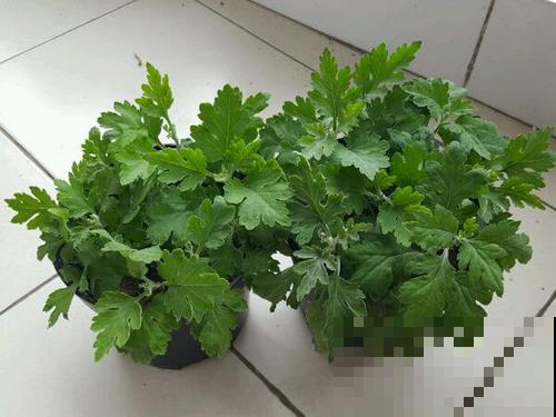 夏天折点枝插盆里，秋天就能赏灿烂菊花海，错过现在就来不及了！