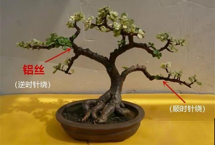 这8种花，拿棍子一绑凹个造型，身价嗖嗖往上翻！