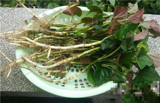 阳台种盆“狗耳朵”，煮煮吃了浑身舒坦，现在是种它最佳时机！