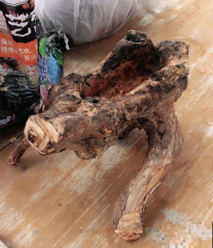 山上捡个大树桩，火烤一遍种多肉，3天服盆1年变老桩！