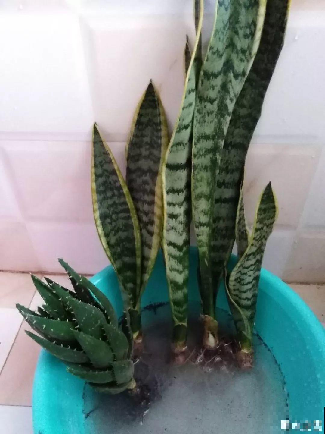 家里有这8种花，现在最容易死，别乱浇水！