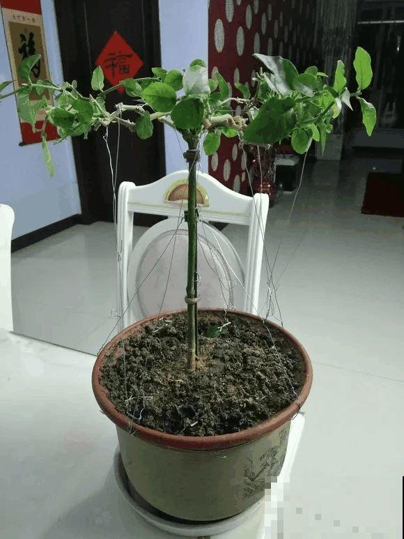这花剪一茬开一茬，越晒花越多，整个夏天屋里都是香香的！