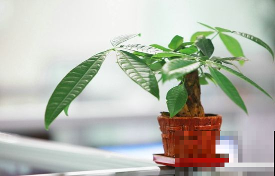 没时间养花？还是养盆耐旱的吧，半月不管还能窜新叶！