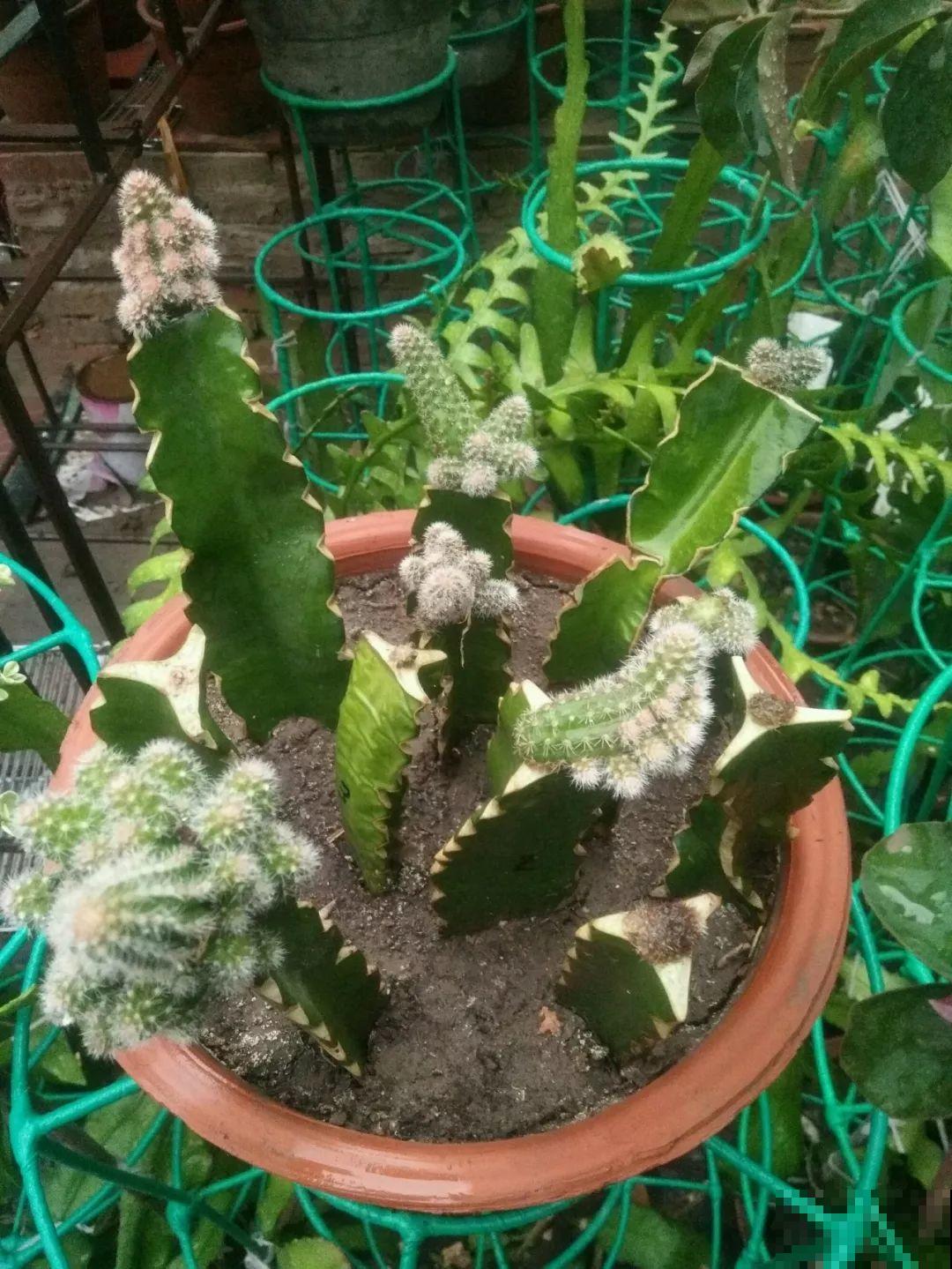 她家花盆里爬满了毛毛虫，越晒越开花，比月季还好看！