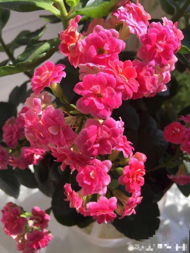 入秋就养这种花，剪一刀满头冒花苞，一开大半年！