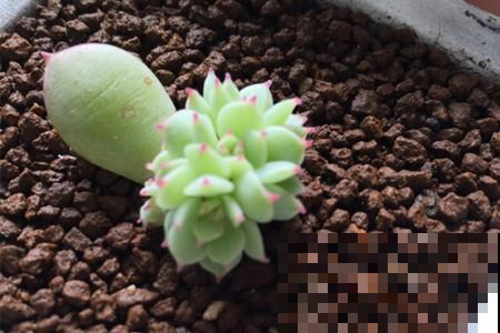 花钱买这花的真是亏大了，明明揪片叶就能长满家，立马退货去！