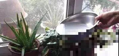 养花就怕乱浇水，这4种水浇得越多，死得越快！