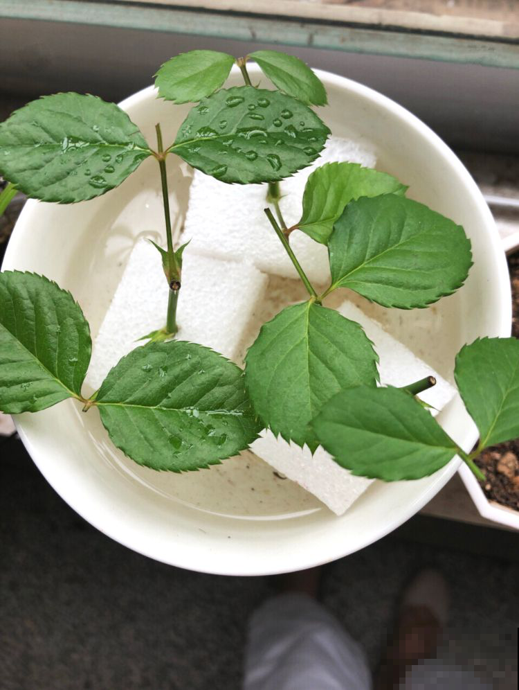 花原来也爱吃糖？闲着没事喂它点，发了疯一样窜到房顶！