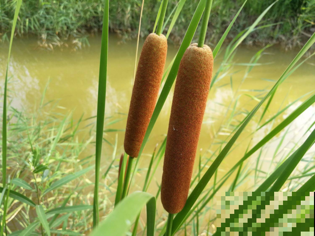 他在河边捡一堆“大烤肠”，一路上超拉风，很多人小时候都玩过！