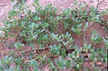 这几大野草，懂的人拿它当个宝，不懂的人当杂草！