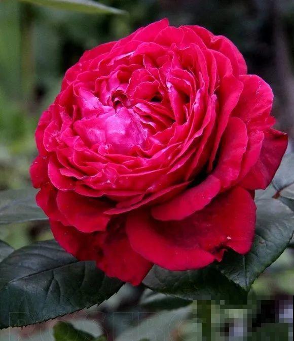6种大型花，花苞直径20公分，摆家里太大气！