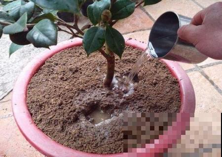 天气转凉了，茶花必须换盆了，不换不行呀！