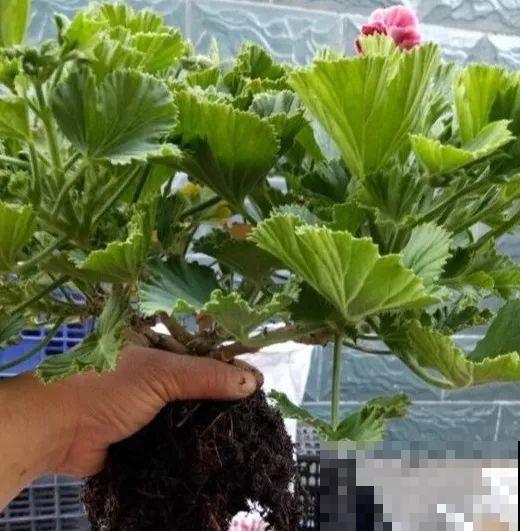 谁说这花夏必死？剪一刀添点土，立秋呼呼长新叶！