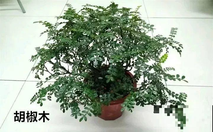10种以假乱真的花，买花时睁大眼，免得被骗！