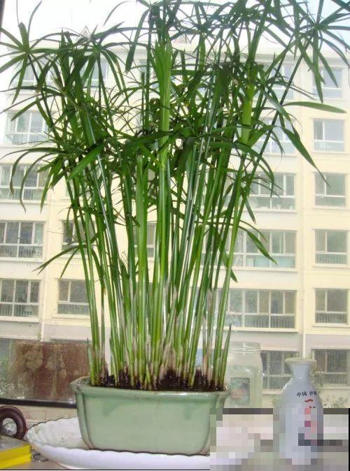 这花就得多喝水，1天1瓢水，轻轻松松养爆盆！
